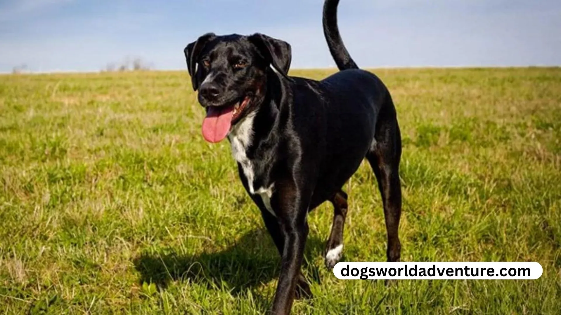 Lab Pointer Mix
