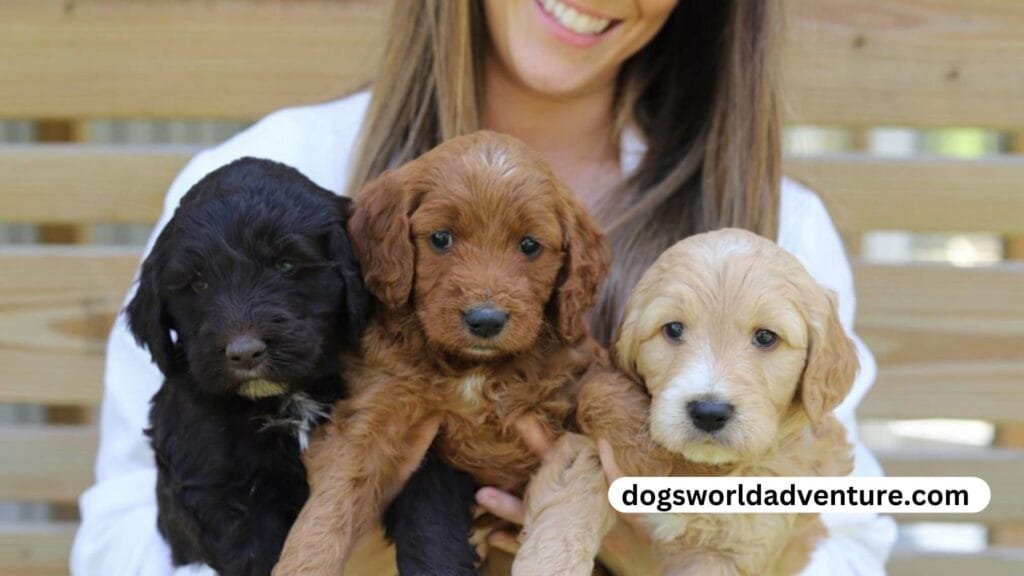 Goldendoodles Good Family Pets