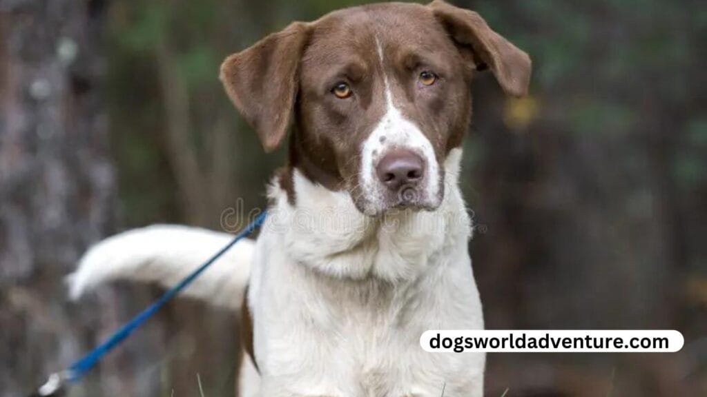Lab Pointer Mix