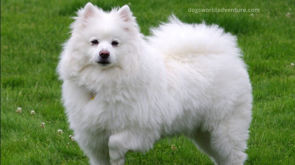 American Eskimo Dog