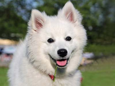 American Eskimo Dog Breed Pictures