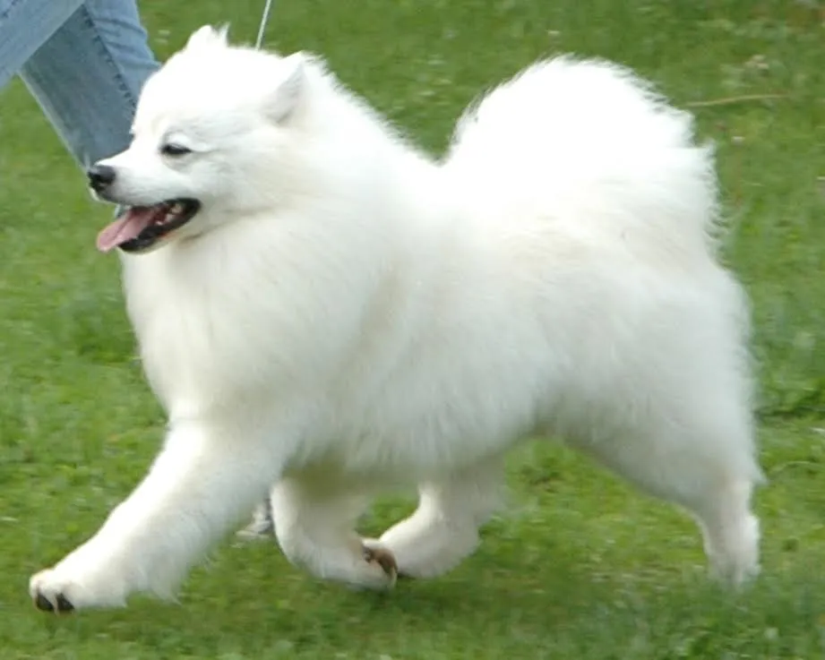 American Eskimo Dog Breed Pictures