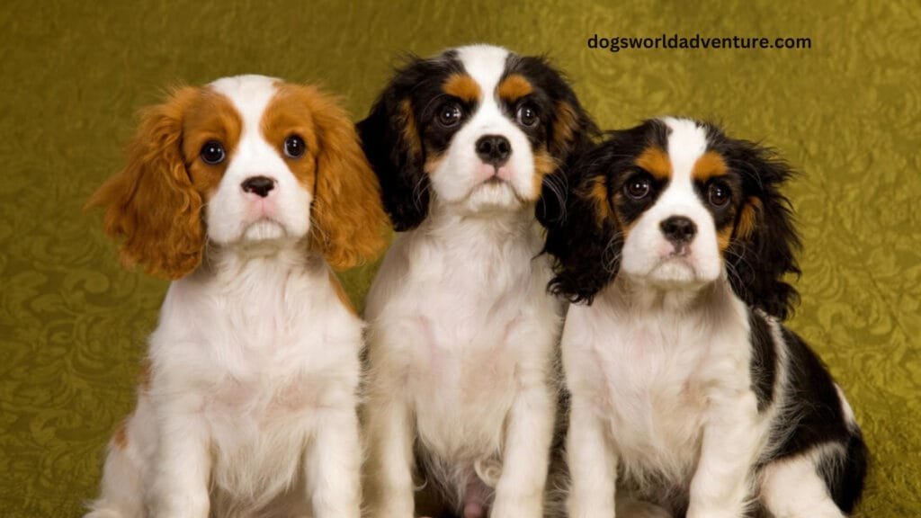 Appearance of the Cavalier King Charles Spaniel