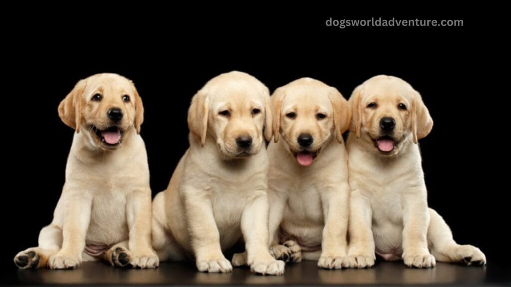 Are Labradors Good Family Pets