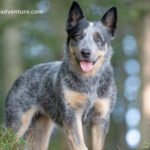 Australian Cattle Dog