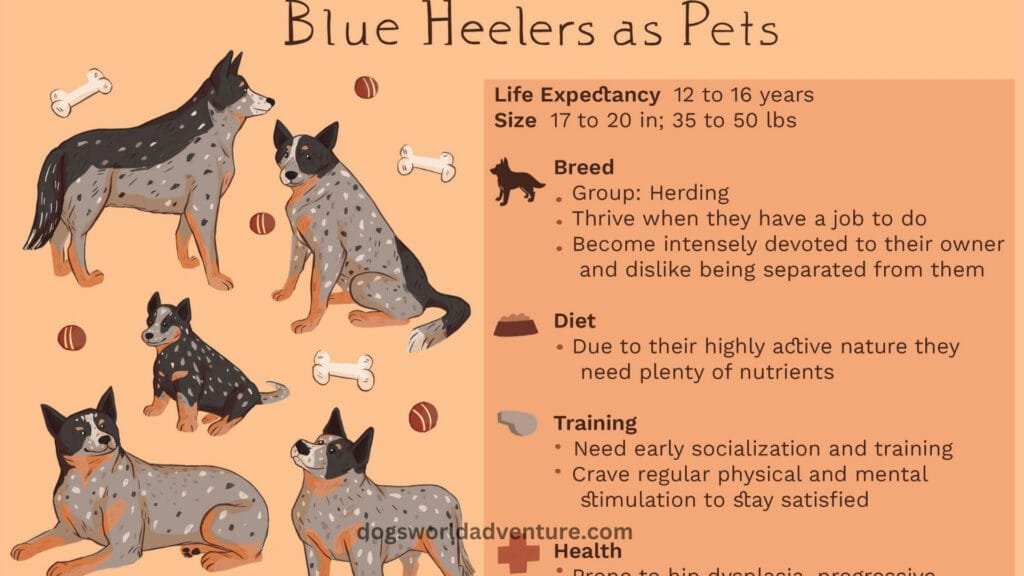 Australian Cattle Dog Characteristics