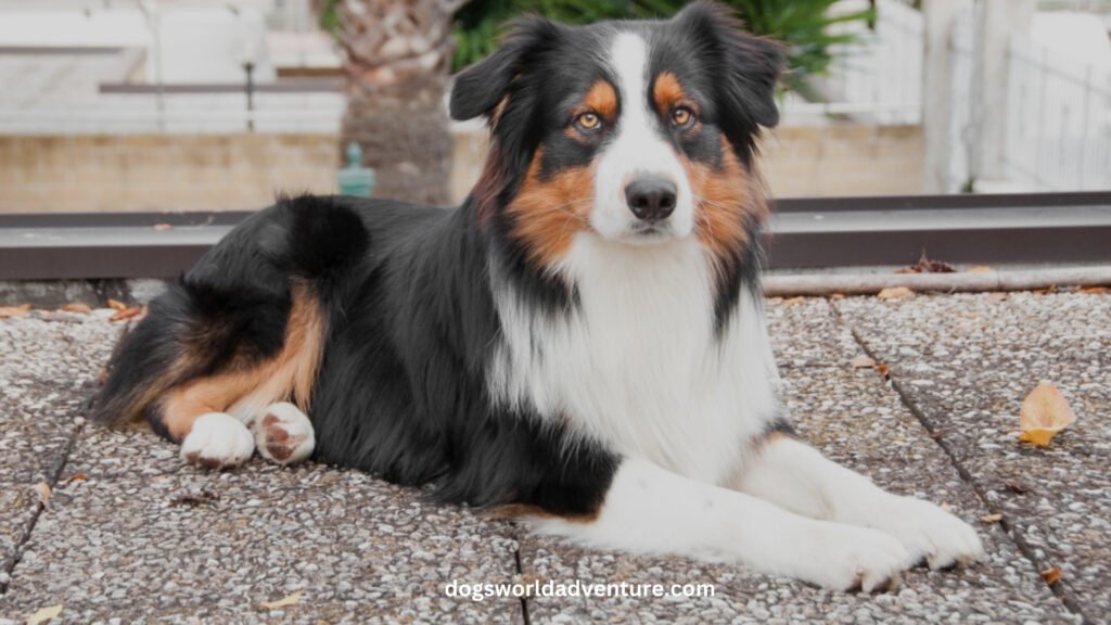 Australian Shepherd Breed Characteristics, Care & informations