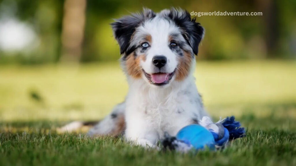 Australian Shepherd Pictures
