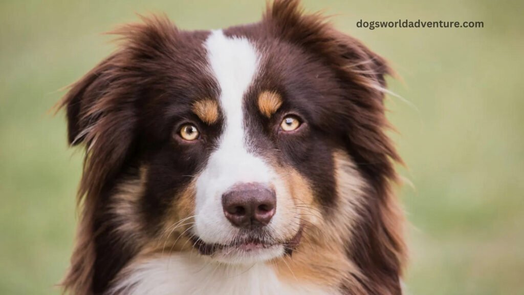 Australian Shepherd Pictures
