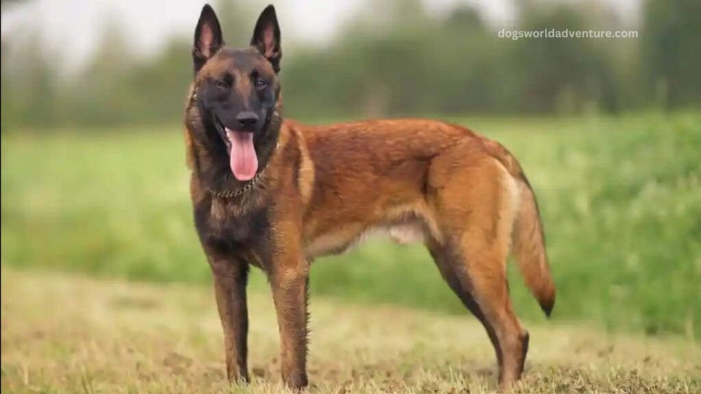 Belgian Malinois Dog Breed Information, Characteristics and Care