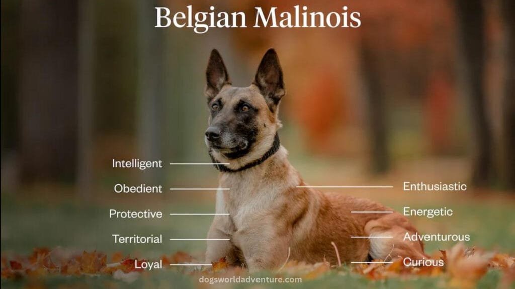 Belgian Malinois Personality and Temperament