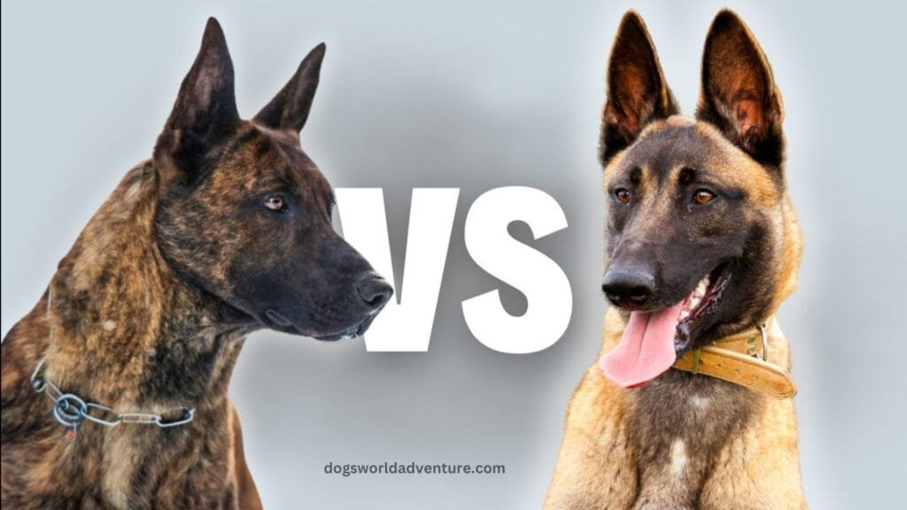 Belgian Malinois vs. Other Shepherd Breeds