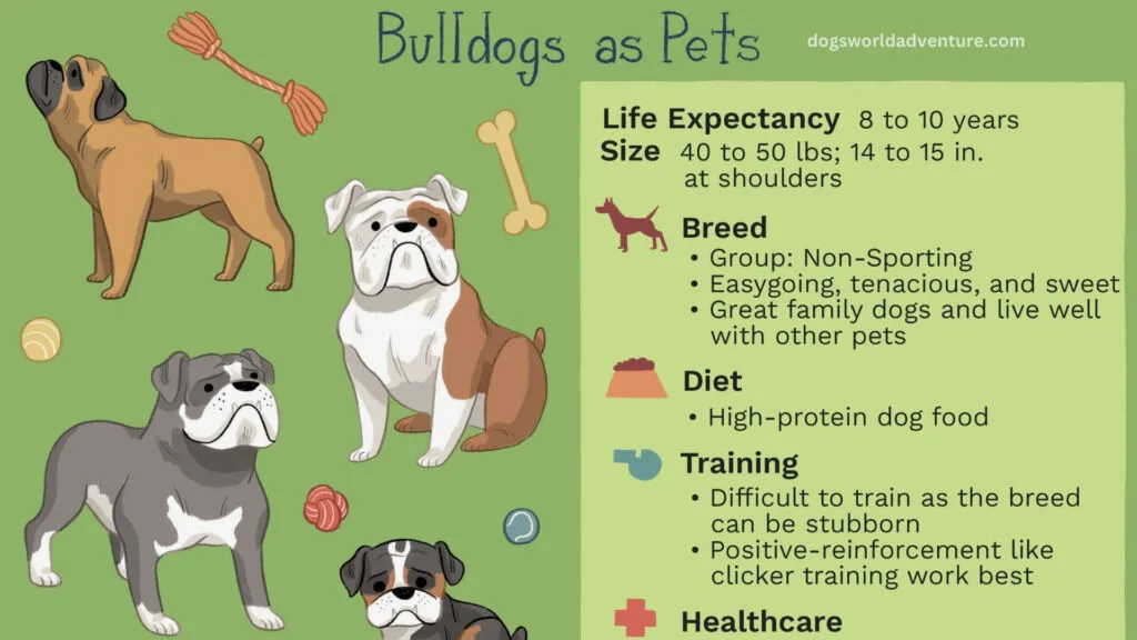 Bulldog Life Expectancy and Aging
