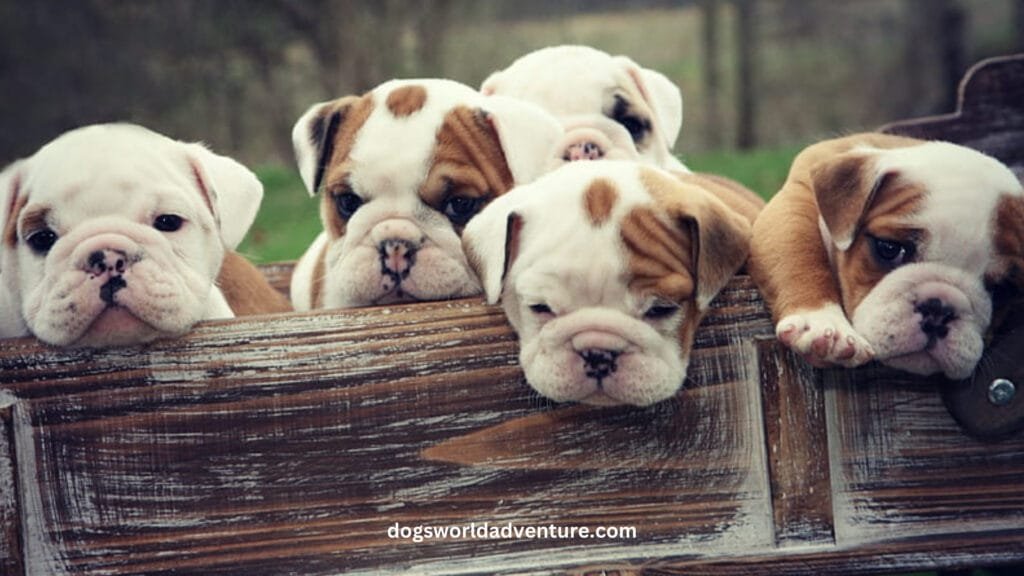 Bulldogs as Family Pets