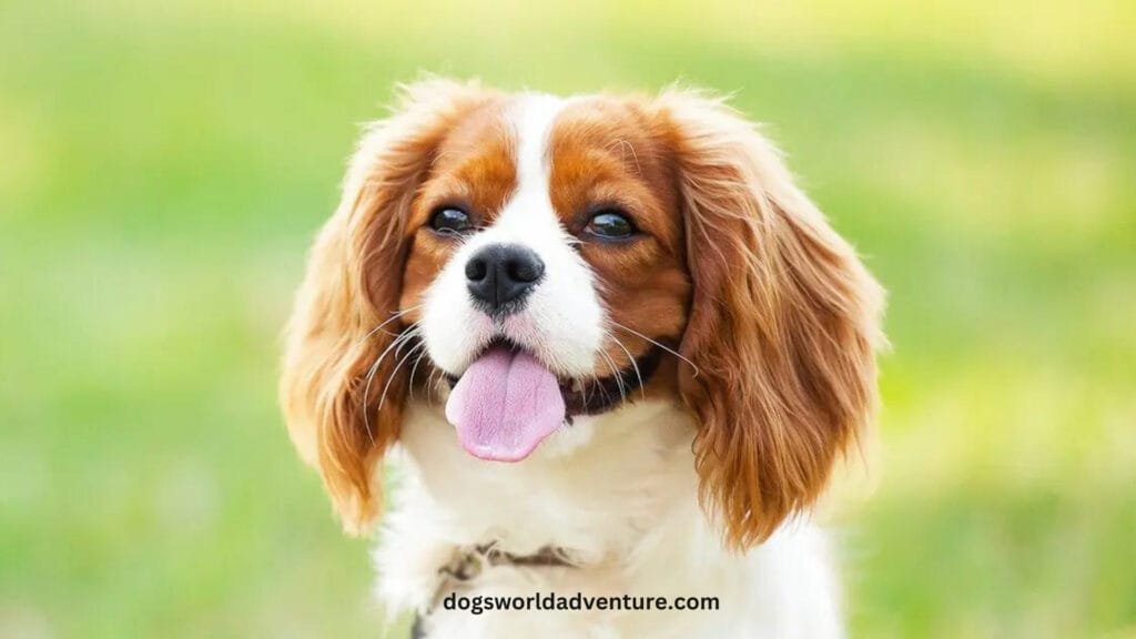 Cavalier King Charles Spaniel Dog Breed Information, Care, Health