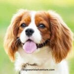 Cavalier King Charles Spaniel Dog Breed Information, Care, Health