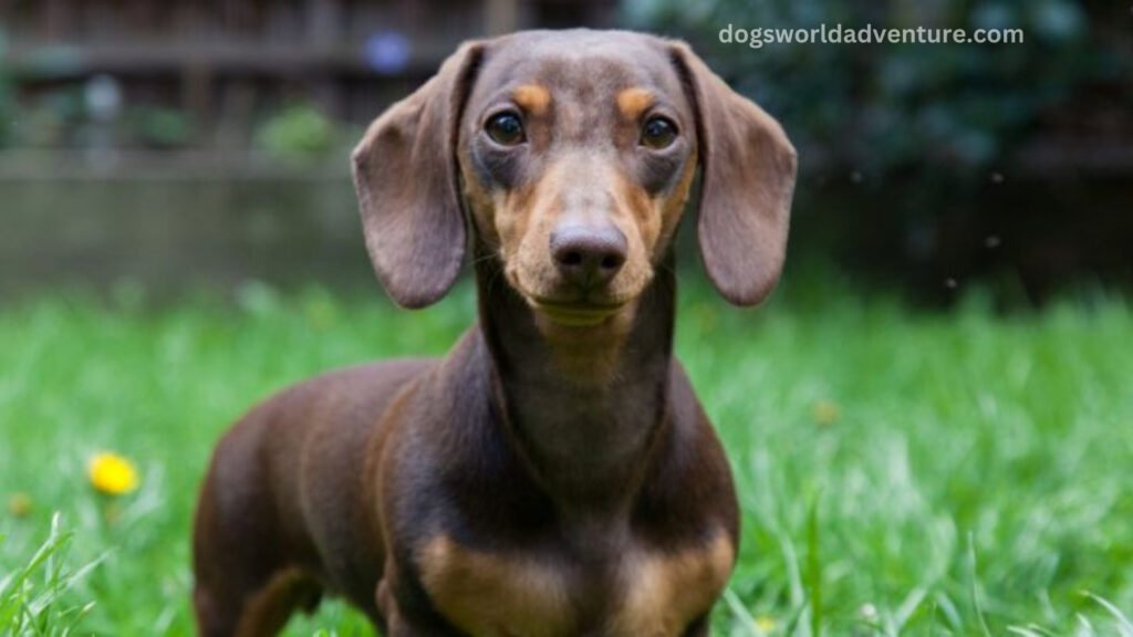 Dachshund