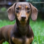 Dachshund