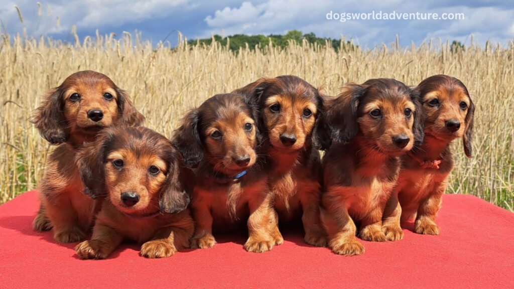 Dachshund Personality Traits