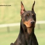 Doberman Pinscher Breed Information, Characteristics and care