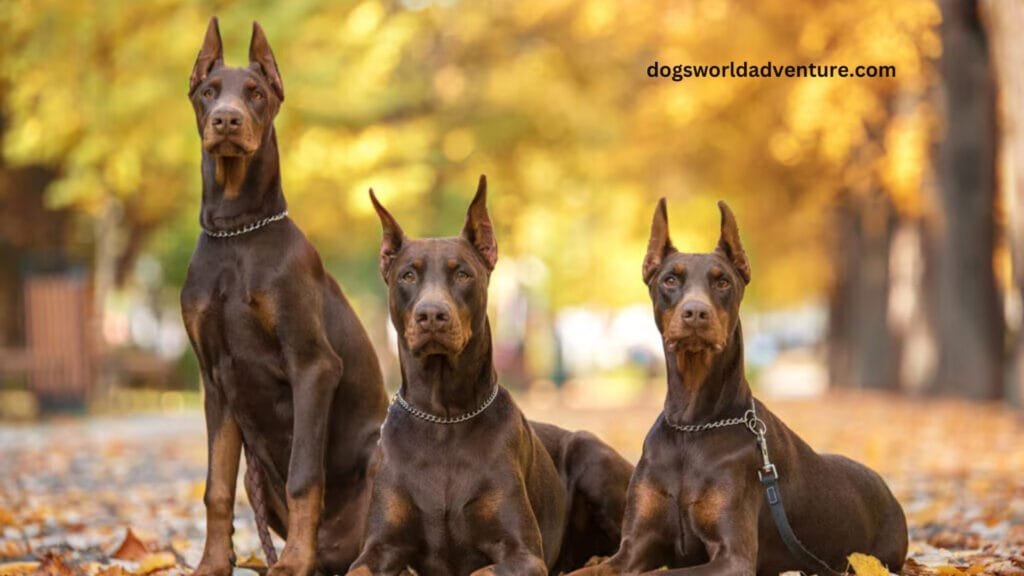 Doberman Pinscher Breed Information, Characteristics and. care