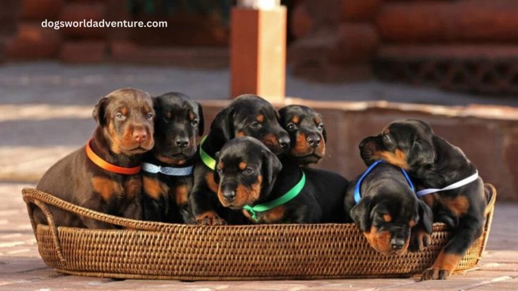 Finding a Doberman Pinscher