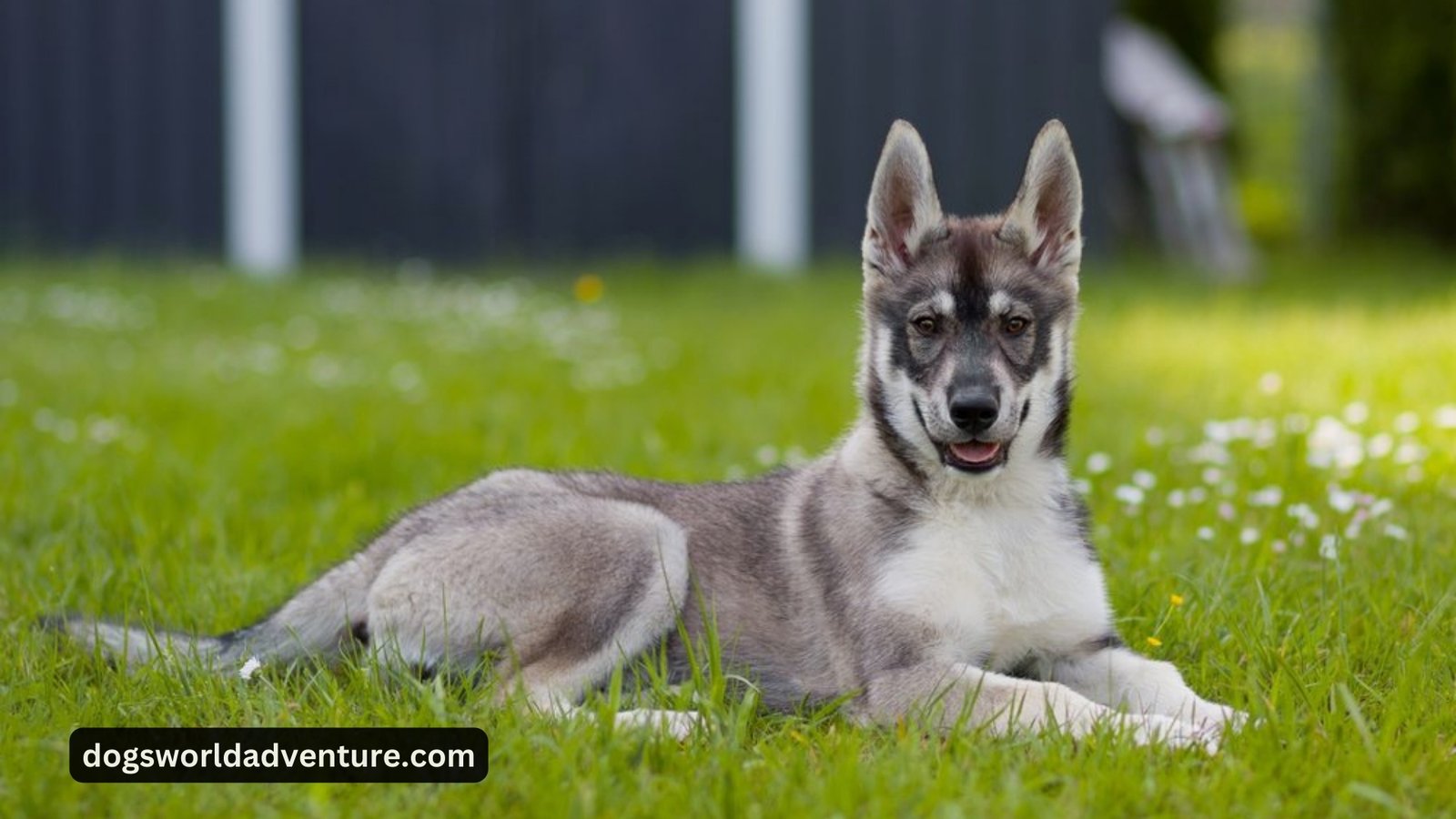 German Shepherd Husky Mix