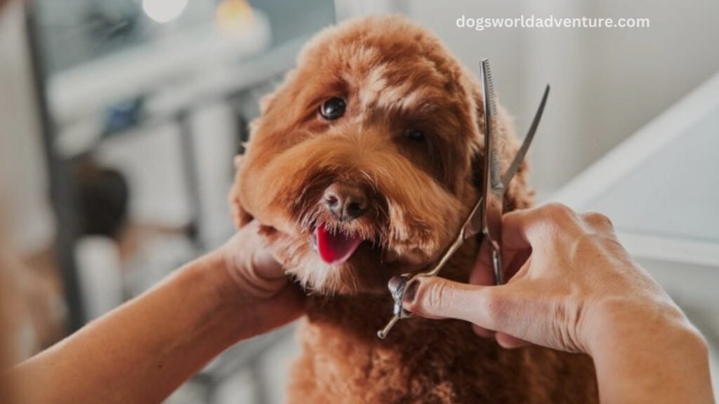 Grooming Your Dachshund