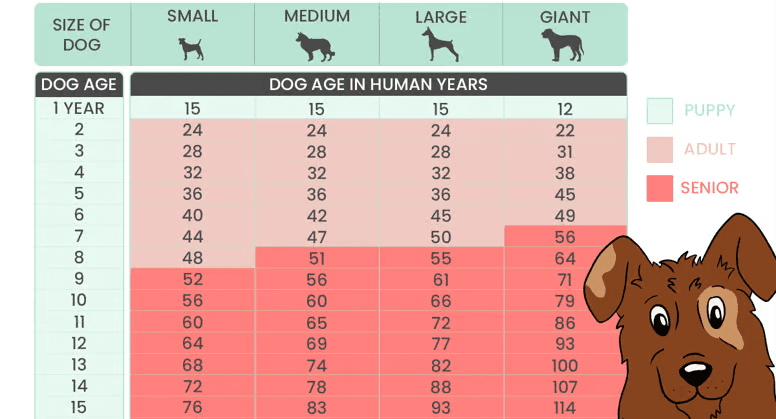 How to Calculate Dog Years to Human Years