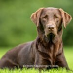 Labrador Retrievers