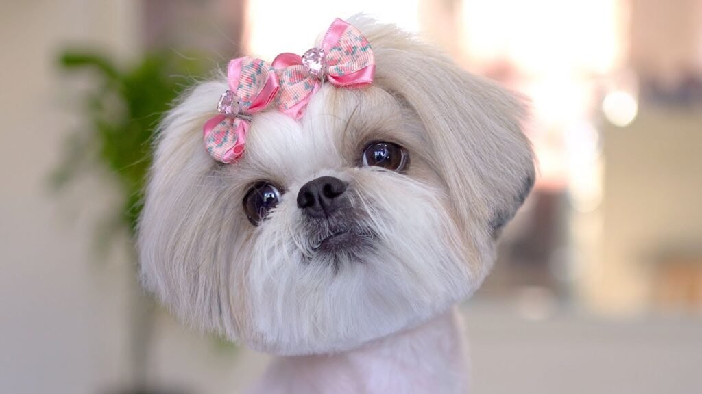 Personality of a Shih Tzu