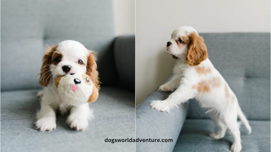 Preparing for a Cavalier King Charles Spaniel Puppy