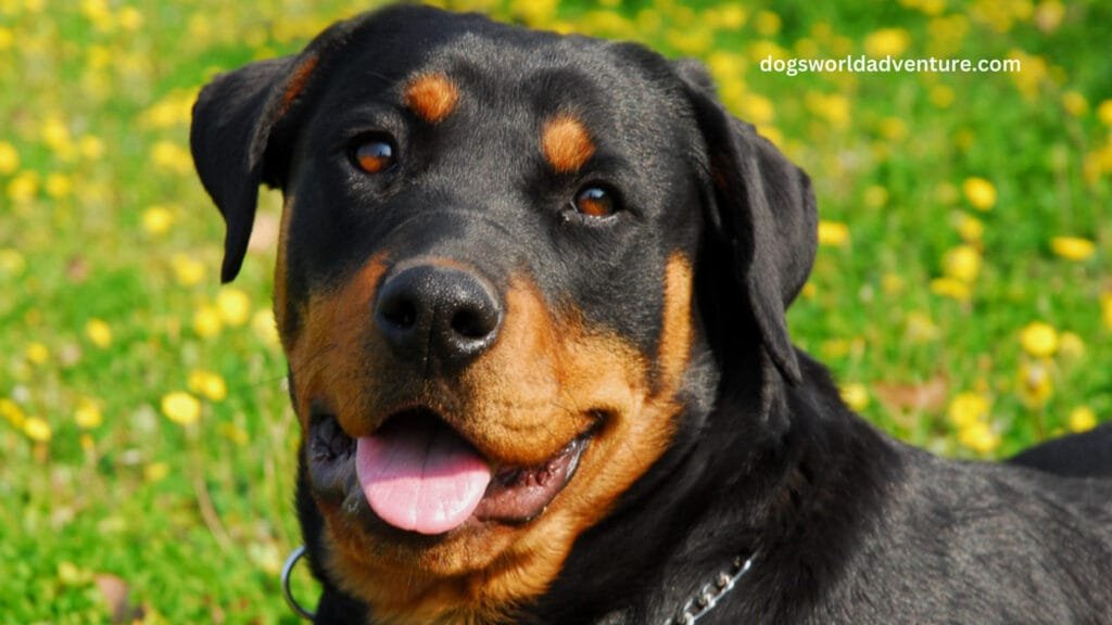 Rottweiler Dog Breed Information, Characteristics and Care.