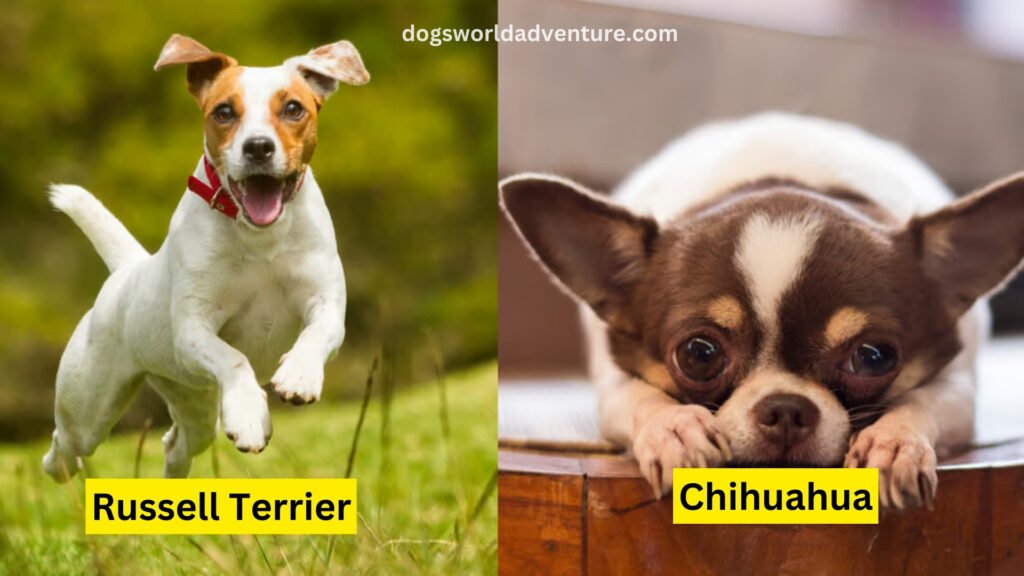 Russell Terrier and Chihuahua