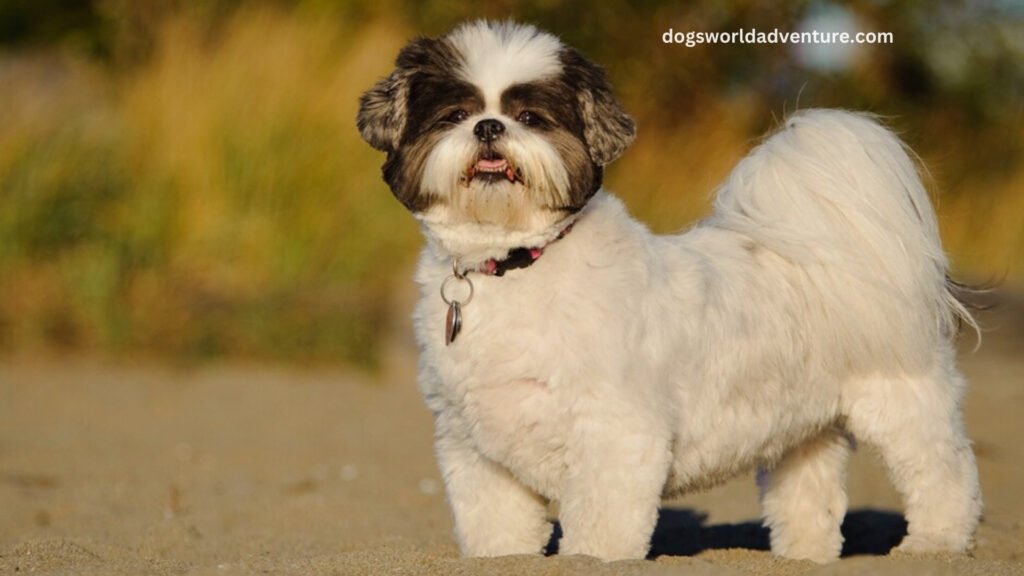 Shih Tzu breed informations and Characteristics