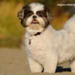 Shih Tzu breed informations and Characteristics