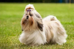 Personality of a Shih Tzu