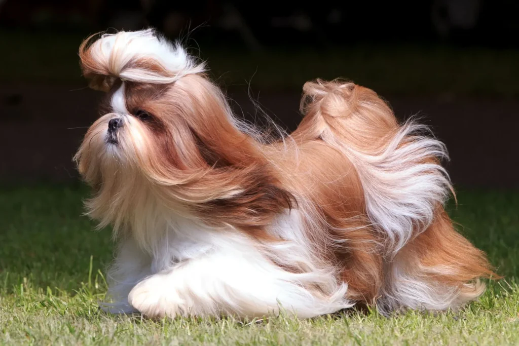 Personality of a Shih Tzu