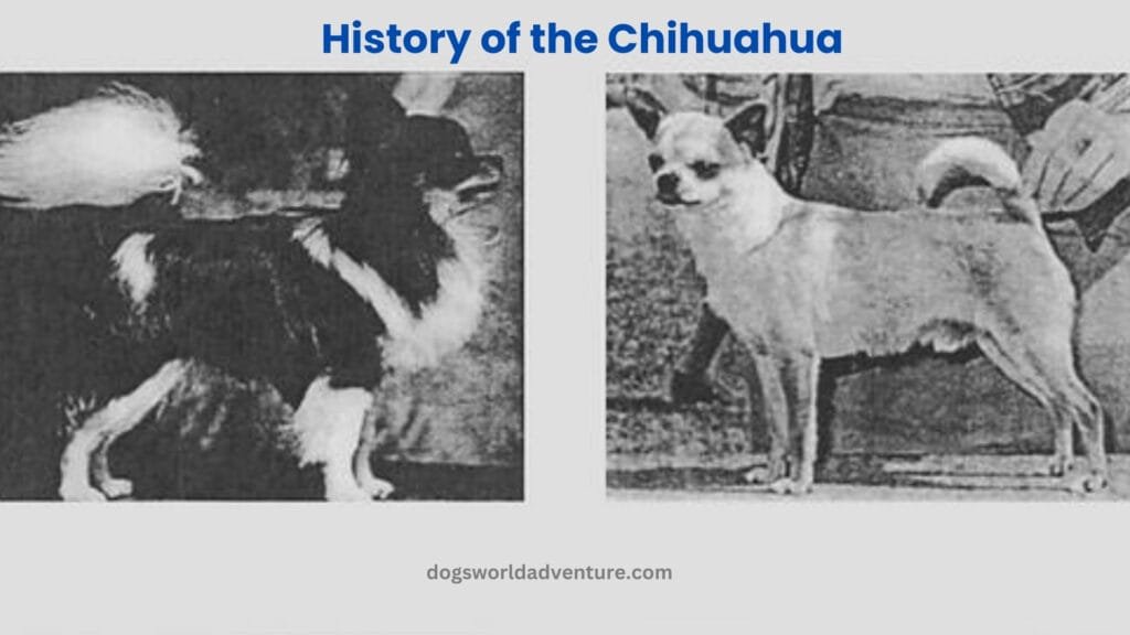 The History of the Chihuahua