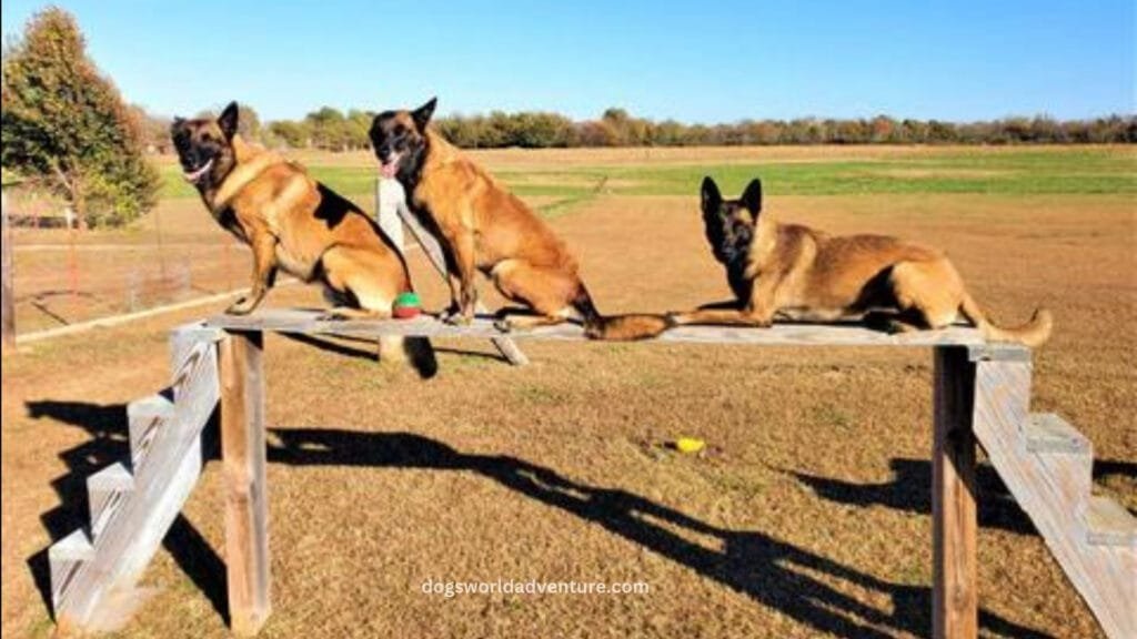 Training a Belgian Malinois