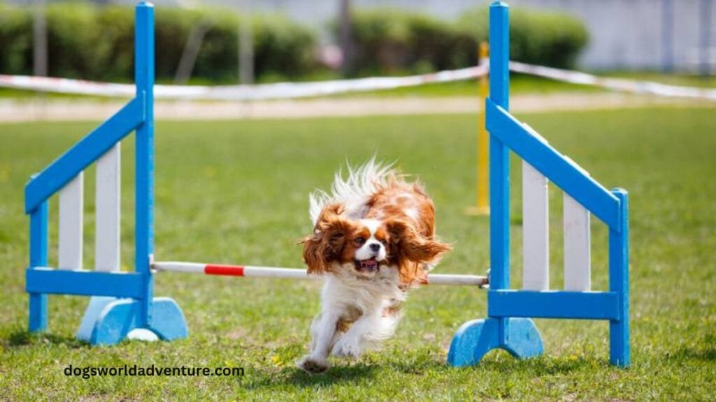 Training a Cavalier King Charles Spaniel