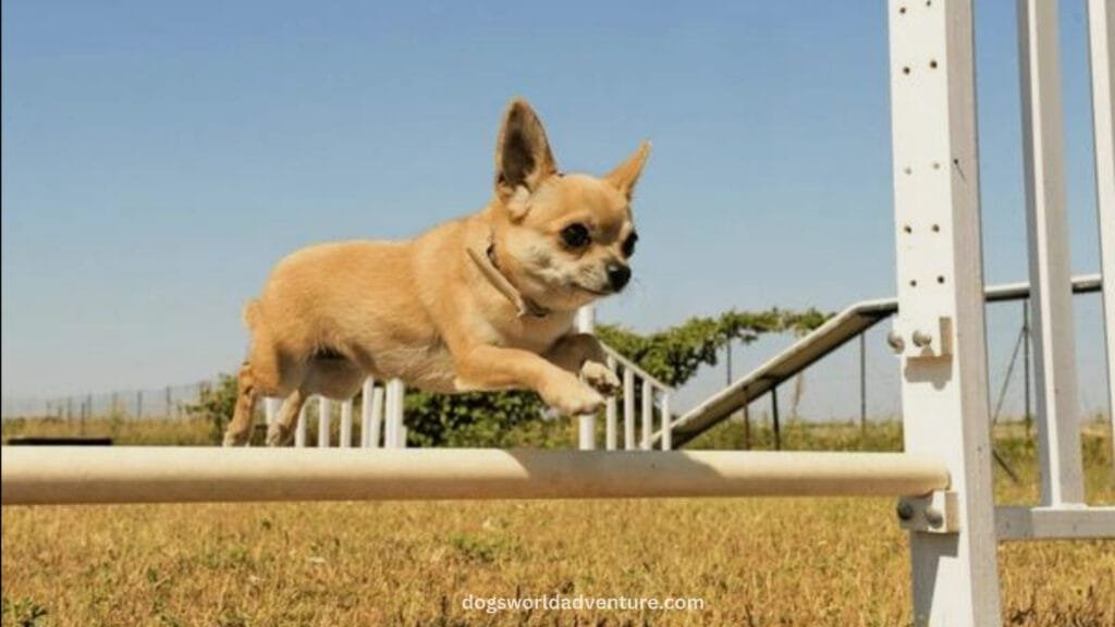 Training a Chihuahua Tips for Success