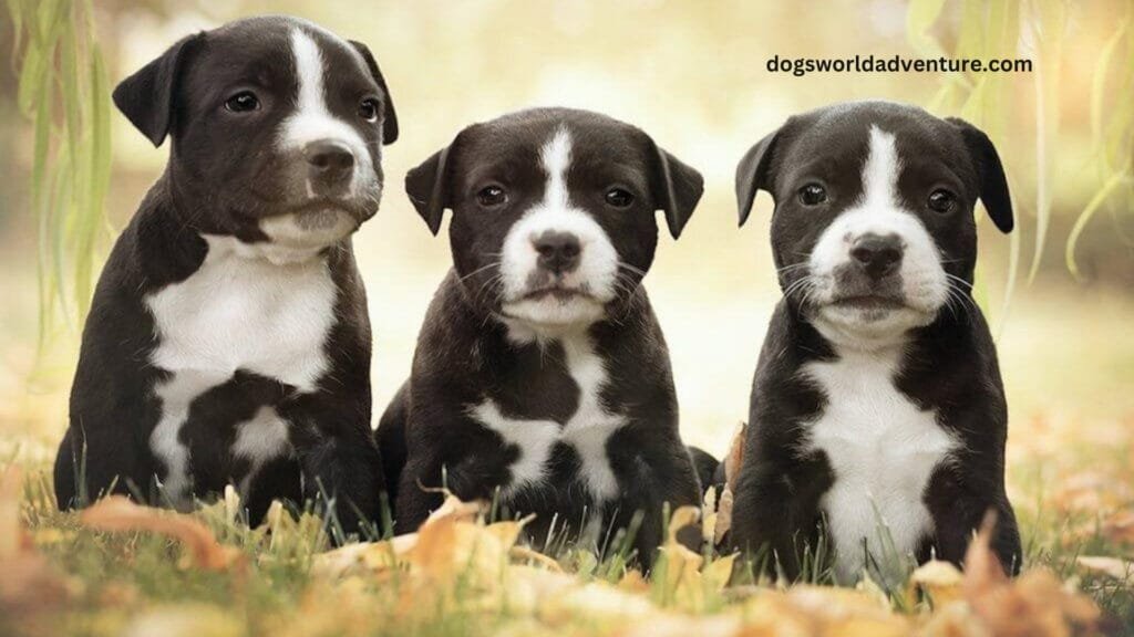 American Staffordshire Terrier as a Family Pet