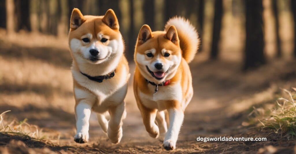 Appearance of the Shiba Inu