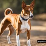 Basenji Dog Breed Information, History, Health and Care