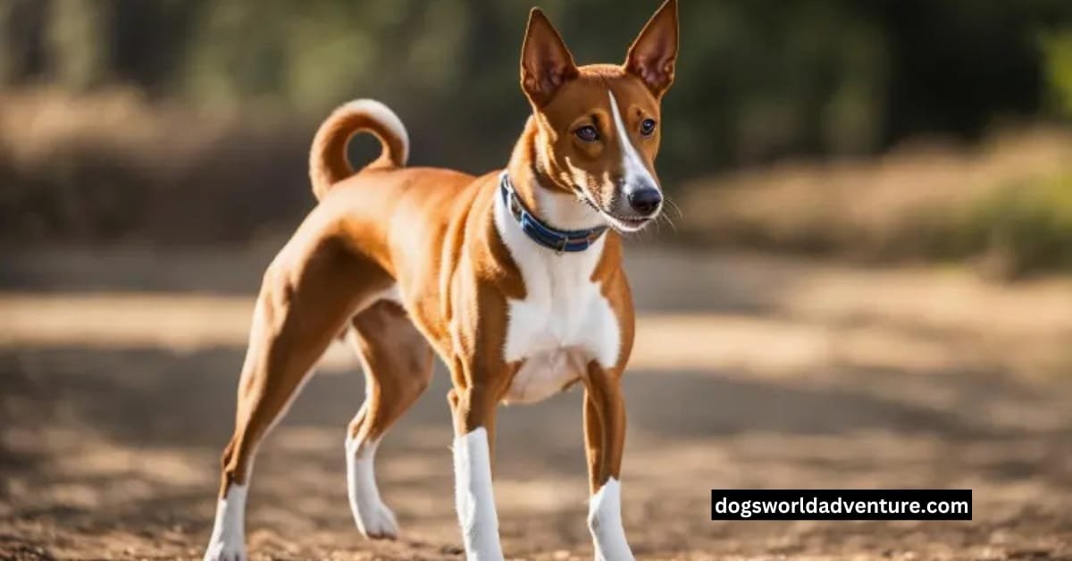 Basenji Dog Breed Information, History, Health and Care