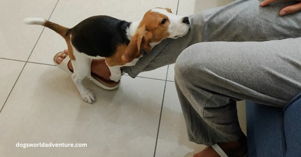 Beagle Behavior Problems