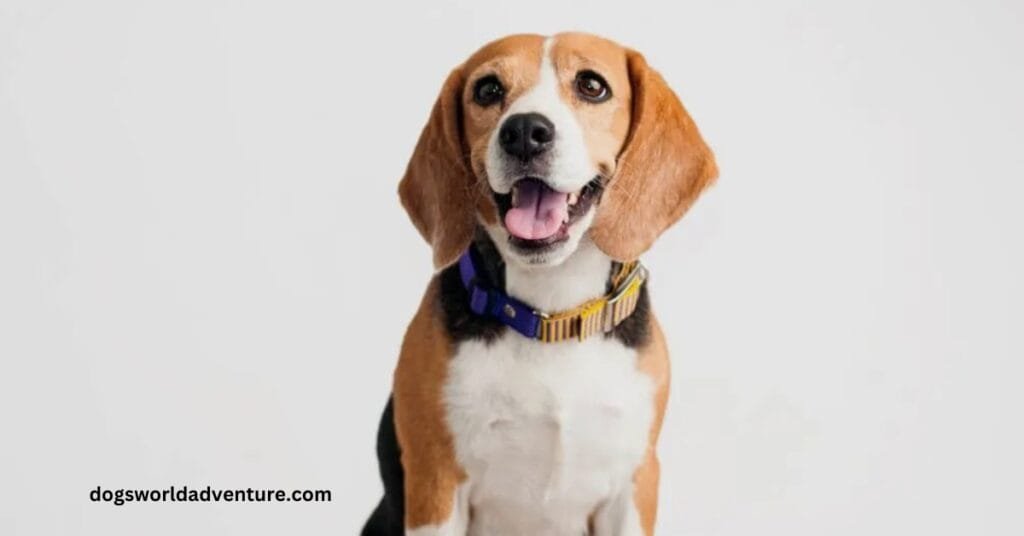 Beagle dog breed Overview, Description, Temperament, & Facts