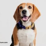 Beagle dog breed Overview, Description, Temperament, & Facts