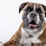 Boxer Dog Breed Guide Care, Training, Temperament & History